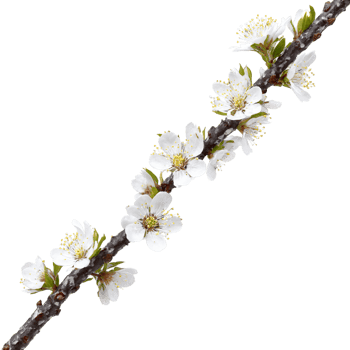 Blackthorn Tree spiny shrub with dark fissured bark and small white flowers Prunus spinosa Final png