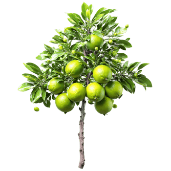 Lime Tree small green fruits and glossy leaves on the branches Citrus aurantifolia png