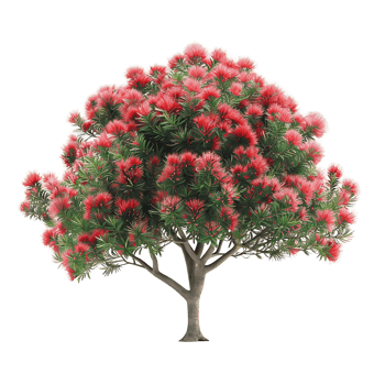 Callistemon Viminalis Tree on Transparent Background png