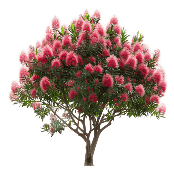 Callistemon Viminalis with Transparent Background png
