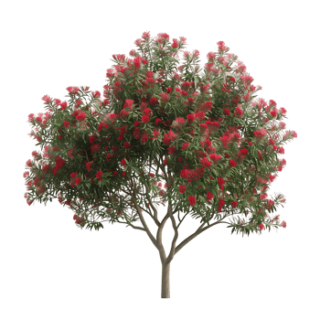 Callistemon Viminalis Tree with Clear Background png