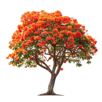 Delonix Regia Tree on Transparent Background Cutout png