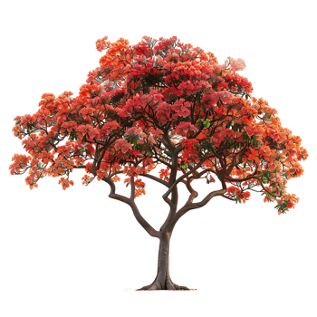Delonix Regia Isolated on Transparent Background png