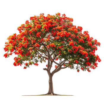 Delonix Regia with Transparent Cutout png