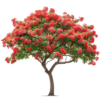 Delonix Regia Tree Isolated on Transparent png