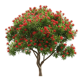 Callistemon Viminalis Tree on Transparent Background Cutout png