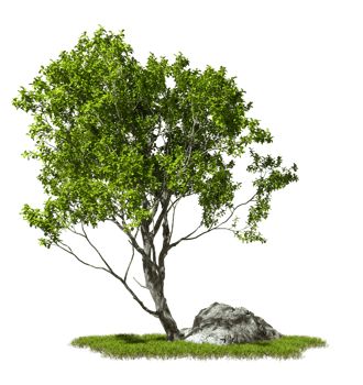 Greenery environmental trees and rocks on transparent backgrounds 3d illustration file png