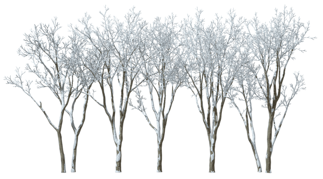 Bare trees landscaping covered by snow coldness icy on transparent backgrounds 3d render png