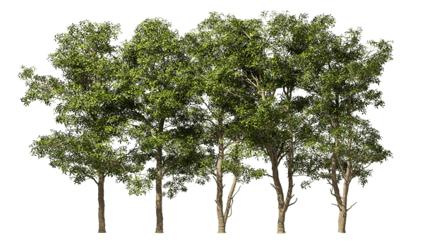 Group rainforest standing trees landscape 3d illustrations png
