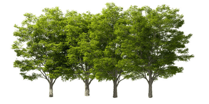Large greenery trees row cut out for landscape 3d rendering png