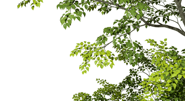 Isolate greenery tree branch leafs foreground 3d render png