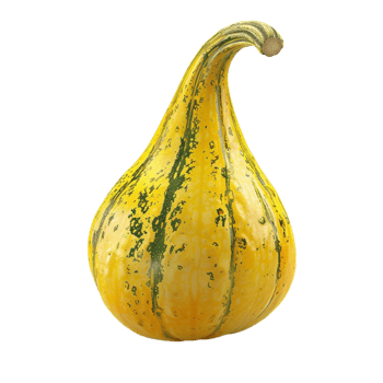 A Yellow Squash On A Transparent Background. png