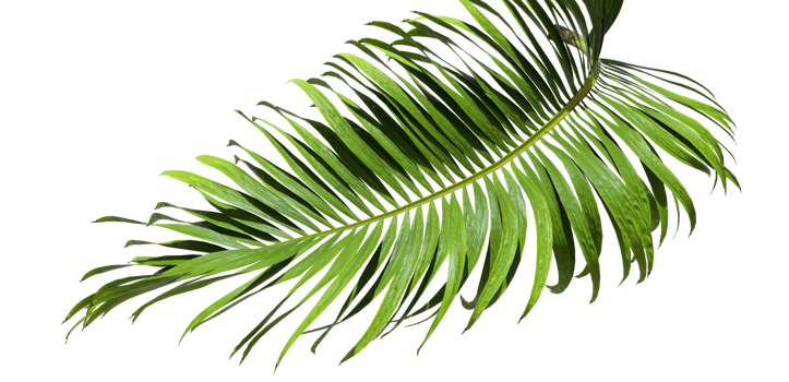 Tropic palm leafs movement cutout backgrounds 3d render png