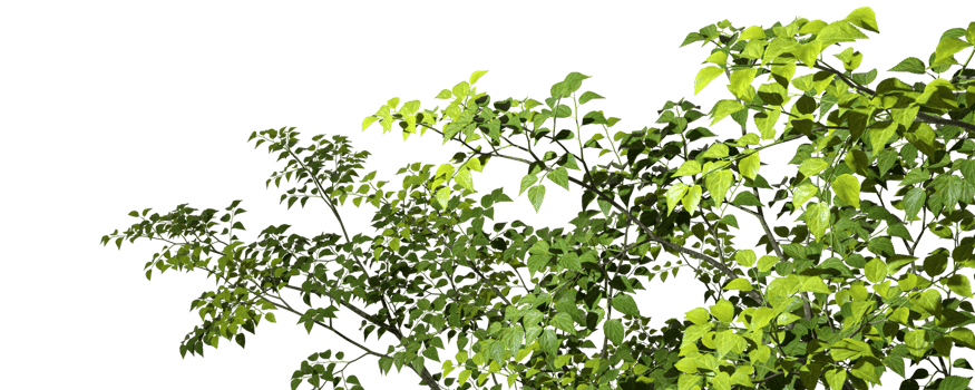 Foreground tropic tree branch cutout backgrounds 3d render png