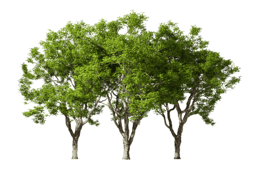 Isolate realistic outside tropics trees group 3d rendering png
