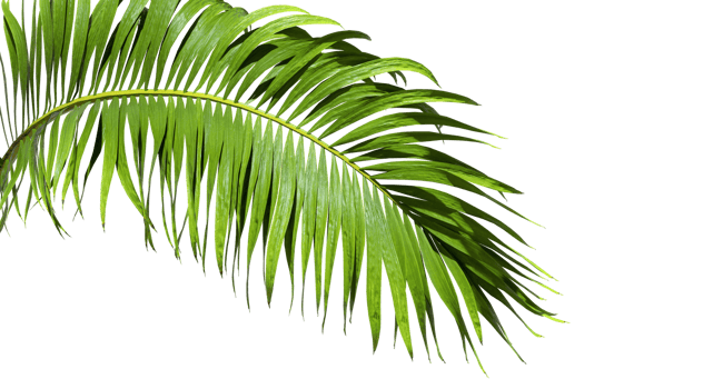 Isolate caribbean palm branches on transparent backgrounds 3d render png