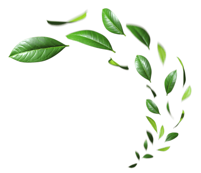 Freshness green leaves floating fly cutout transparent backgrounds 3d render png