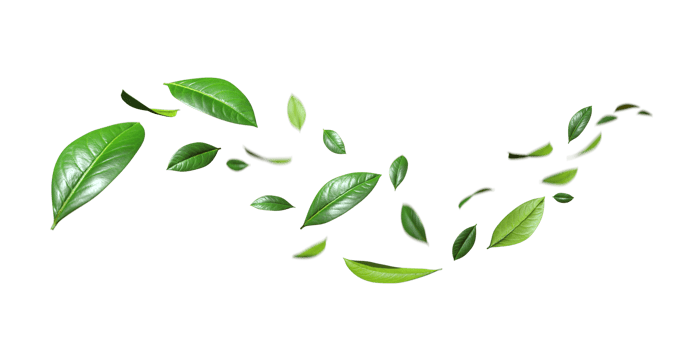 Flying realistic green leaves dancing flow isolate 3d render png