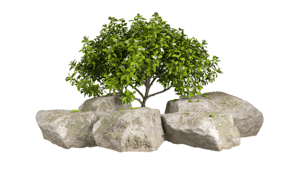 Gardening plants and rock design layout on transparent backgrounds 3d render png