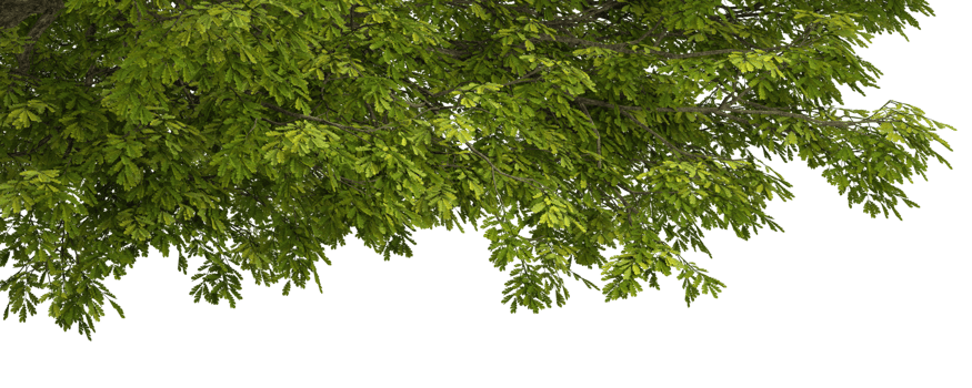 Green tree branches with lots of leaves cutout backgrounds 3d render png