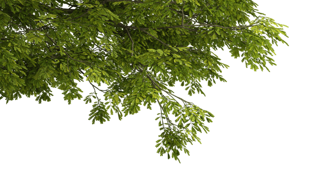 Large tree branches and foliage leaves on top border 3d render png
