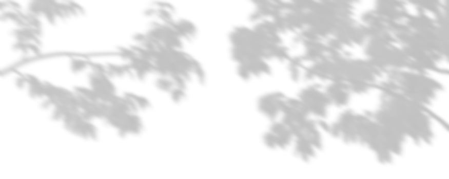 Cutout shadow trees branches shade composition on transparent backgrounds 3d render png