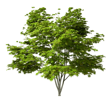 Isolate greenery leafs tree growth on transparent backgrounds 3d render png