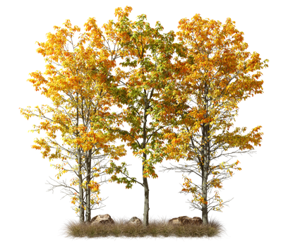 Isolate colours autumn trees with dried grass on transparent backgrounds 3d rendering png