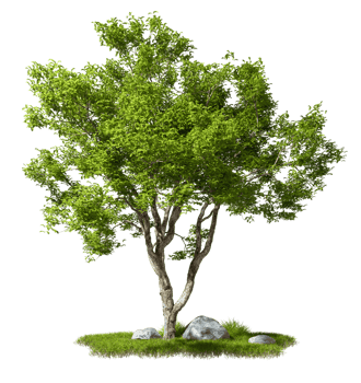 Clipart tree forestry growth on grassy fields composition 3d render png