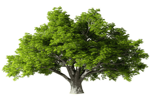 Cutout natural major huge trees standing realistic 3d illustrations png