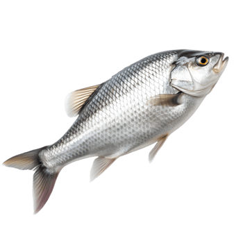 fish on transparent background png