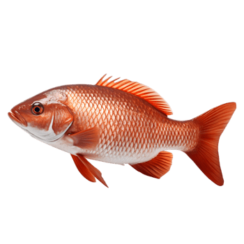 fish on transparent background png