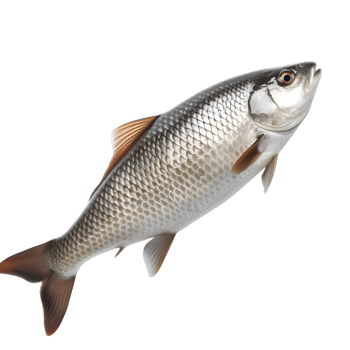fish on transparent background png