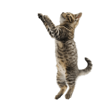 Kitten Jumping Up On A White bBackground png