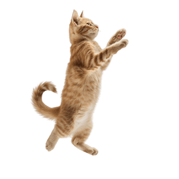 Cat Jumping Up in the Air on Transparent Background png