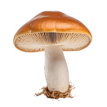Mushroom on transparent background png