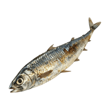 Small Fish on Transparent Background png