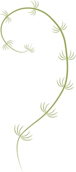 Green seaweed illustration. Ocean underwater plant vector