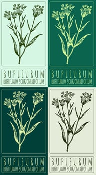 Set of drawing BUPLEURUM in various colors. Hand drawn illustration. The Latin name is BUPLEURUM SCORZONERIFOLIUM WILLD vector