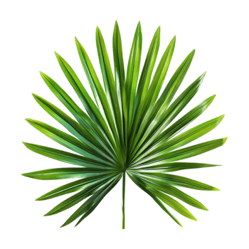 Palm branch on Transparent Background png