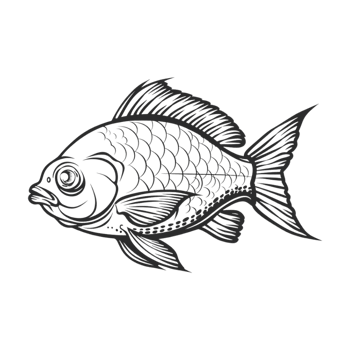 Fish Sketch Art on Transparent Background png