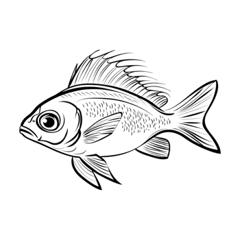 Fish Sketch Art on Transparent Background png
