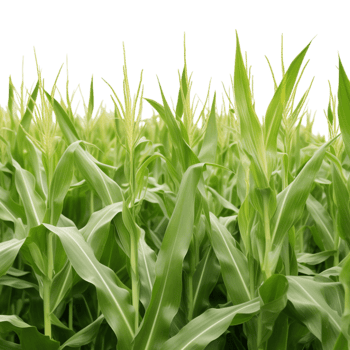 Bambusoideae Plant on Transparent Background png