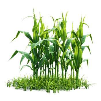 Bambusoideae Plant on Transparent Background png
