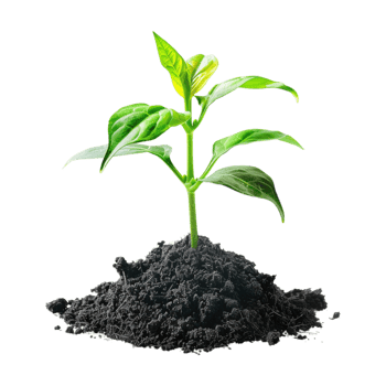 Plant Growing From Soil on Transparent Background png