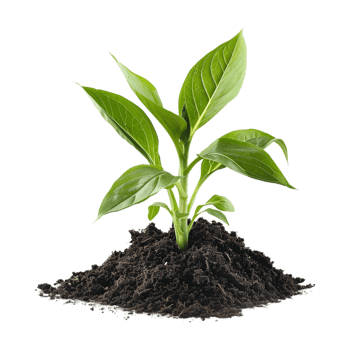 Plant Growing From Soil on Transparent Background png