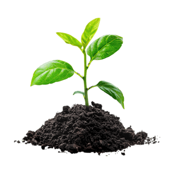 Plant Growing From Soil on Transparent Background png