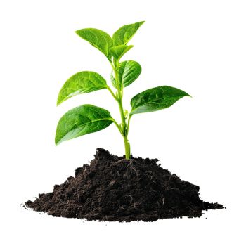 Plant Growing From Soil on Transparent Background png