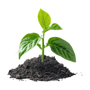 Plant Growing From Soil on Transparent Background png