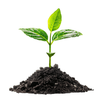 Plant Growing From Soil on Transparent Background png